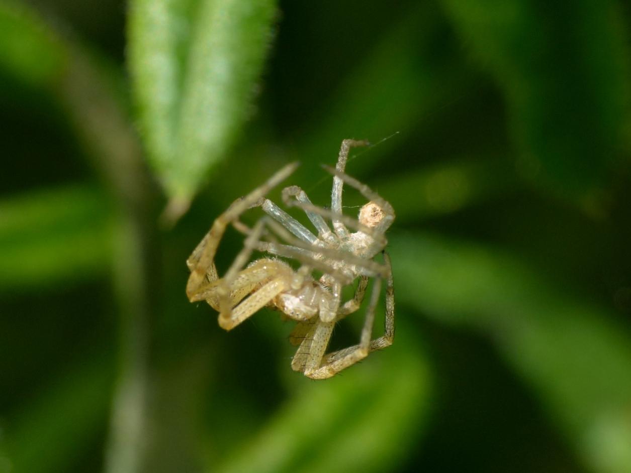 Philodromus sp. fresco di muta - Sasso Marconi (BO)